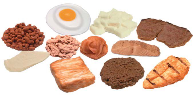 Protein Foods Model Kit